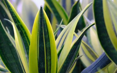 Evde yetiştirilebilen dayanıklı bitkiler